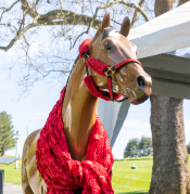 derby day horse wearing scarf